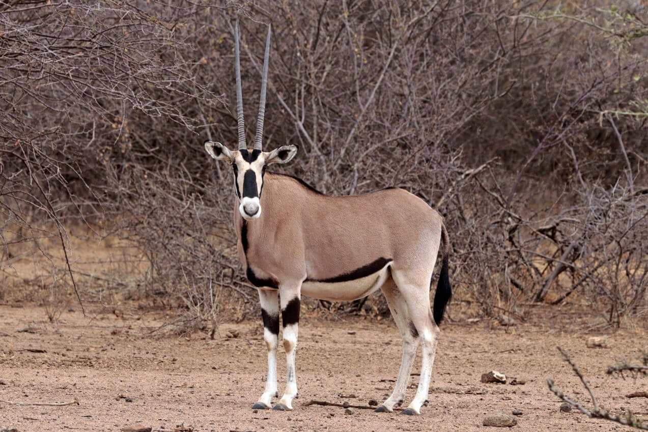 Beisa Oryx in Samburu