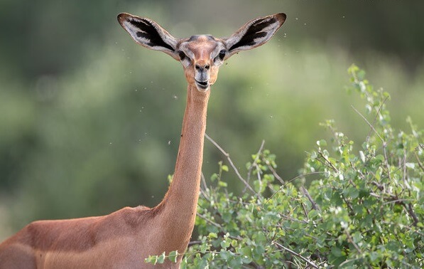 Gerenuk in Samburu