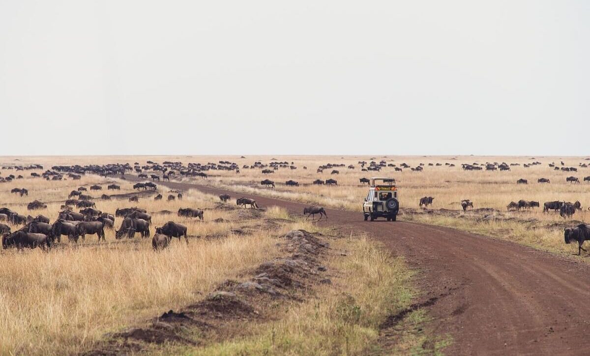 African Safari Cost for Family of 4