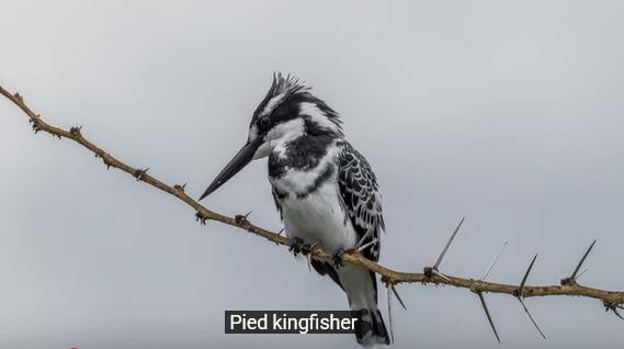 Pied Kingfisher