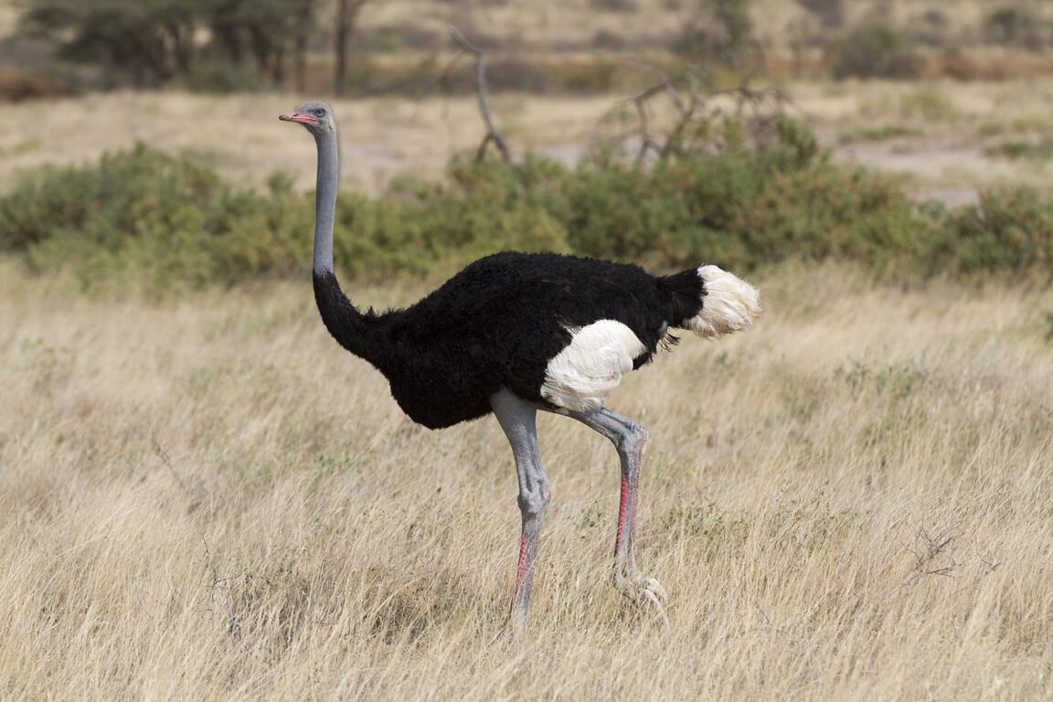 Somali Ostrich in Samburu
