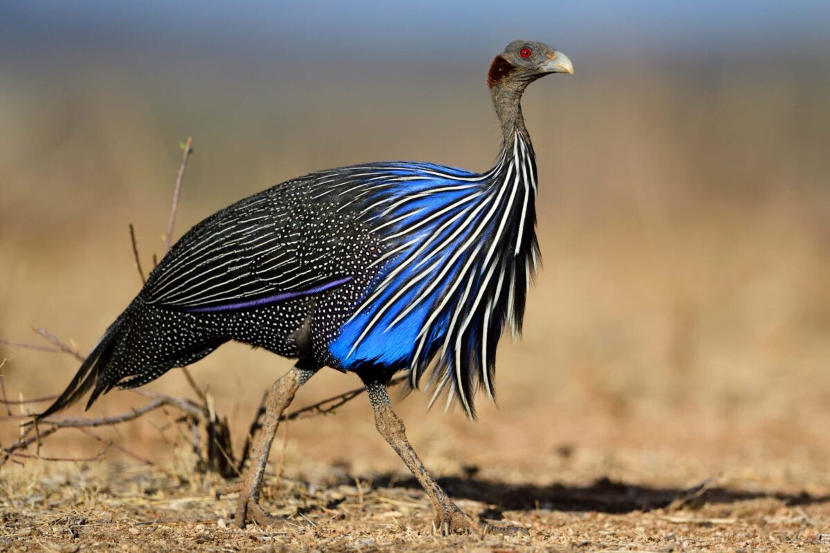 Vulturine guineafowl