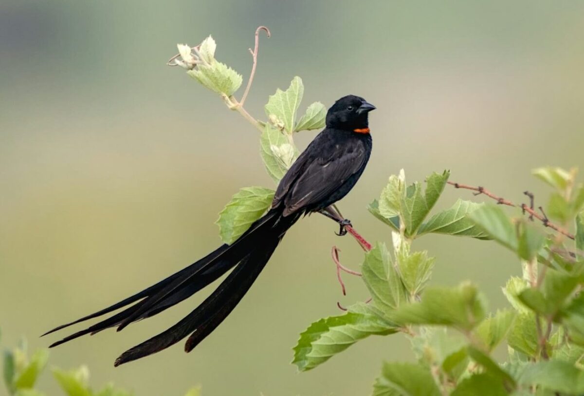Red-Collared widowbird
