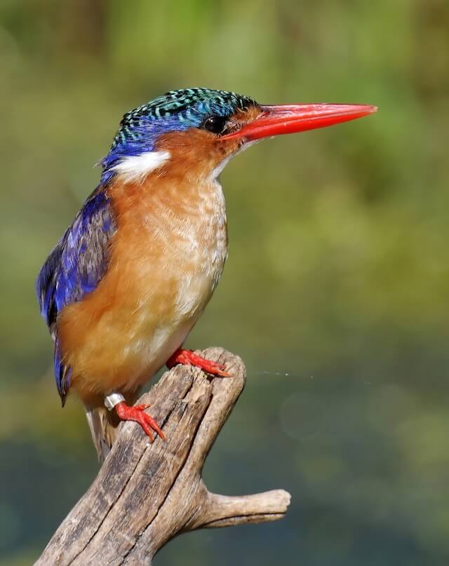 Malachite Kingfisher spotted on 10 days Kenya birding tour from Nairobi