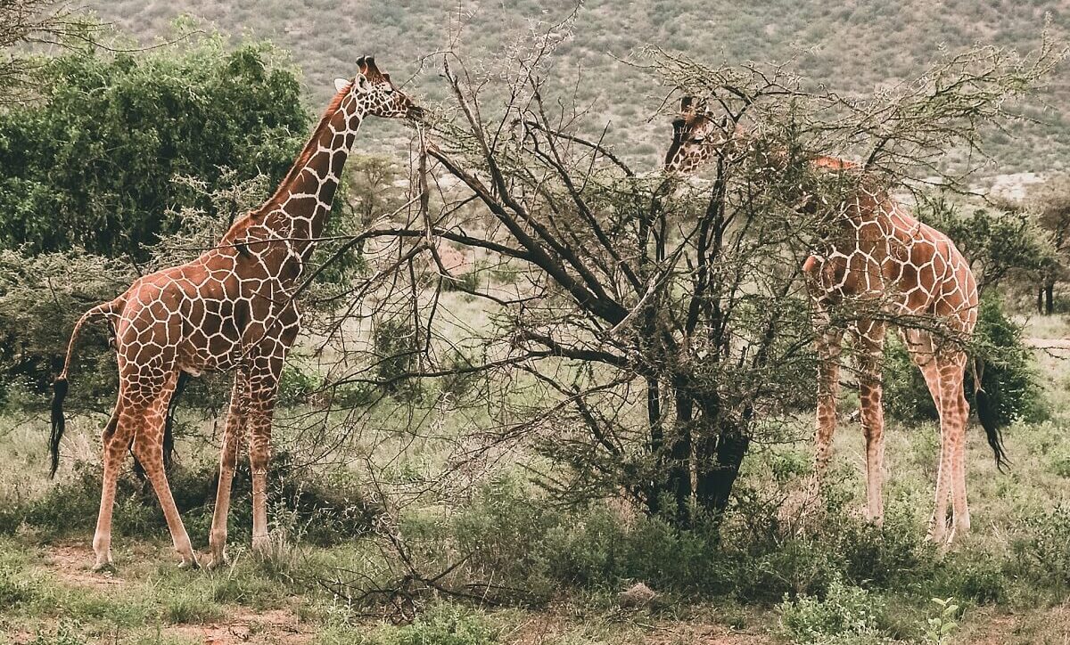Reticulated giraffe