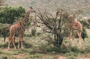 3 Days Samburu Safari