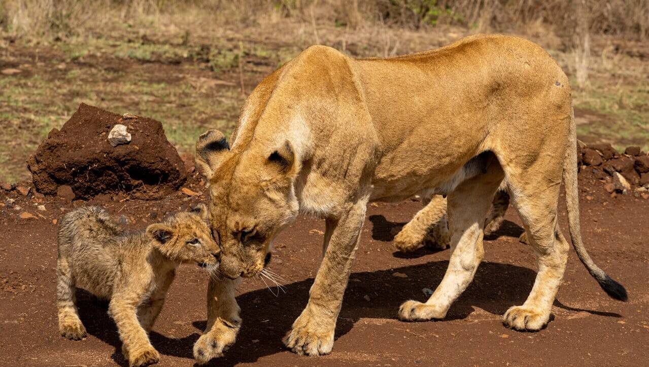 Kenya best time to go