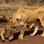 Kenya best time to go