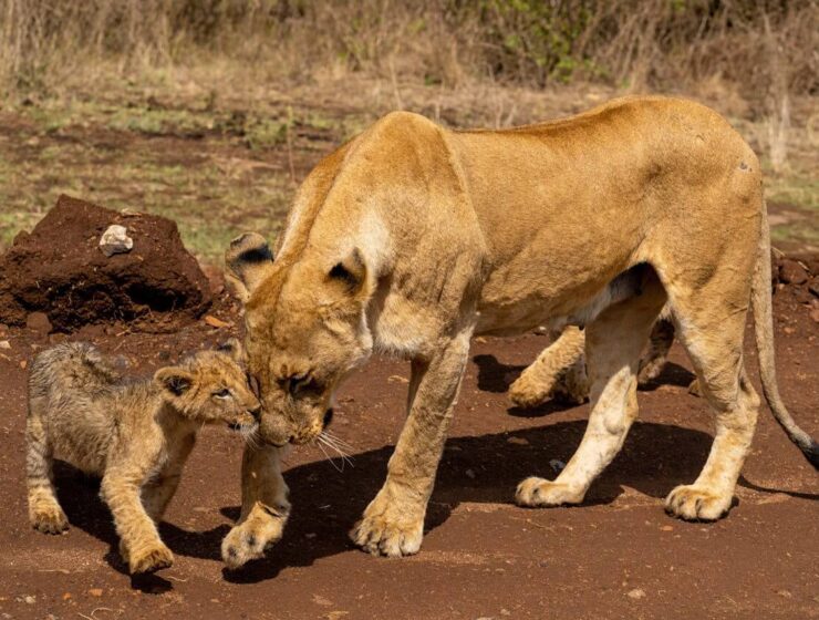 Kenya best time to go