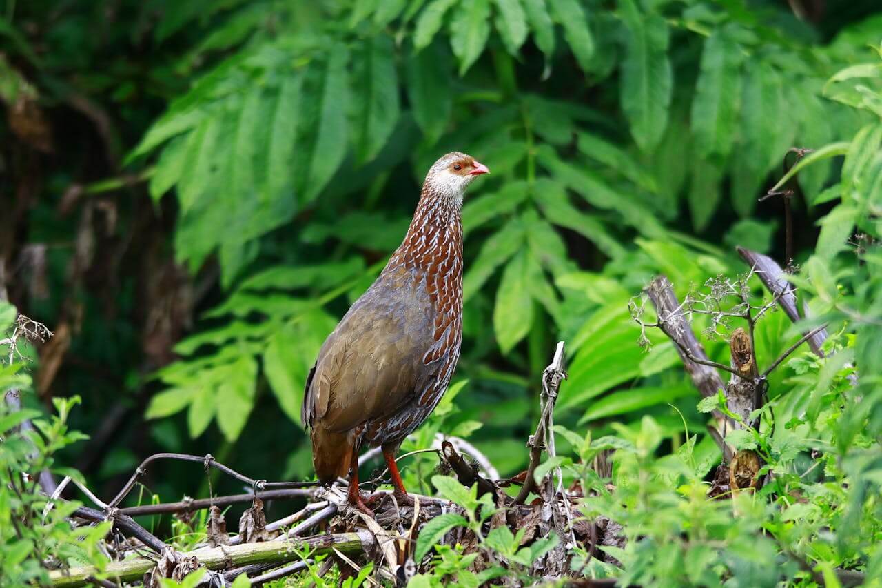 Jackson's francolin