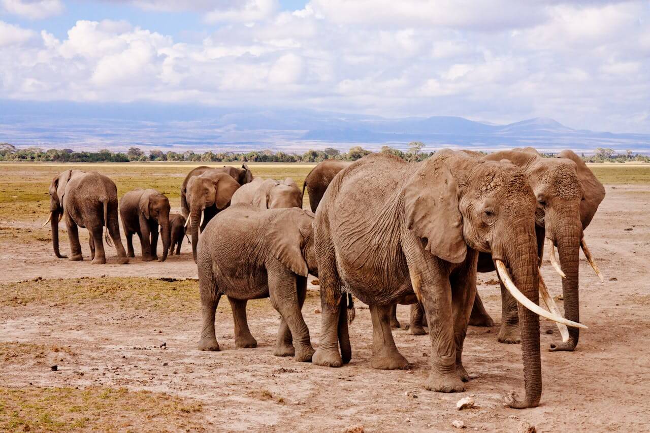 Kenya best time to go