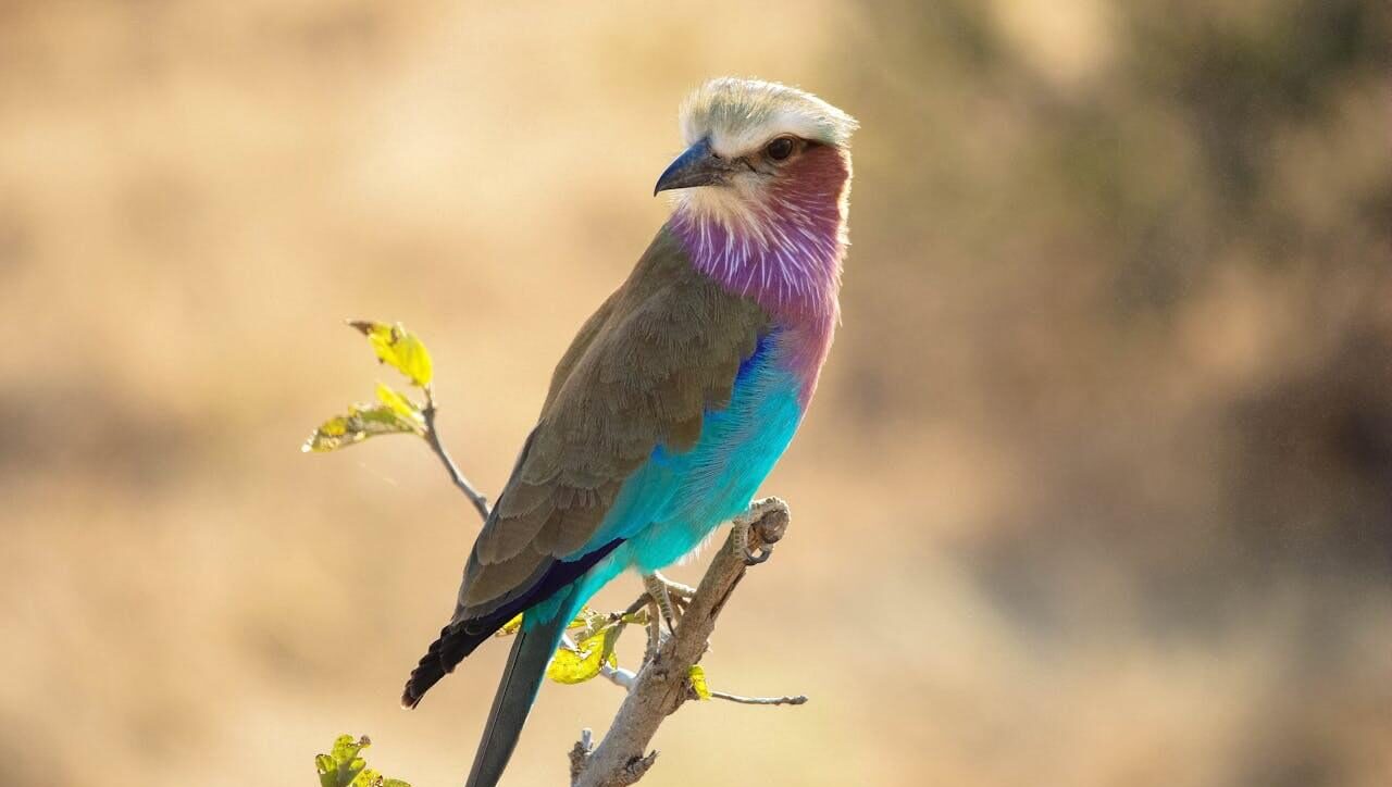 Lilac-breasted roller spotted on Birding tours in Kenya from Nairobi
