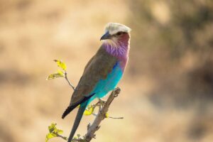 10 Days Kenya Birding Tour from Nairobi