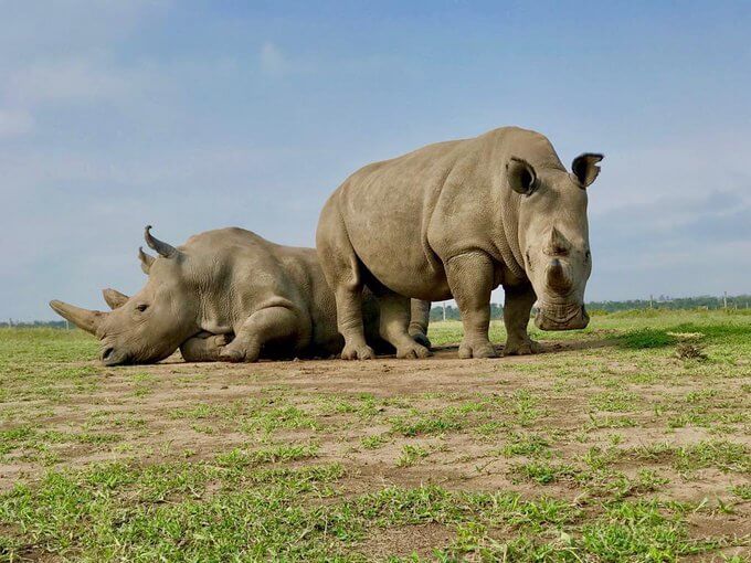 Najin and Fatu, the last two northern white rhinos are left