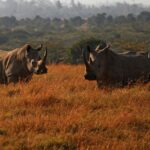 How many northern white rhinos are left Only 2