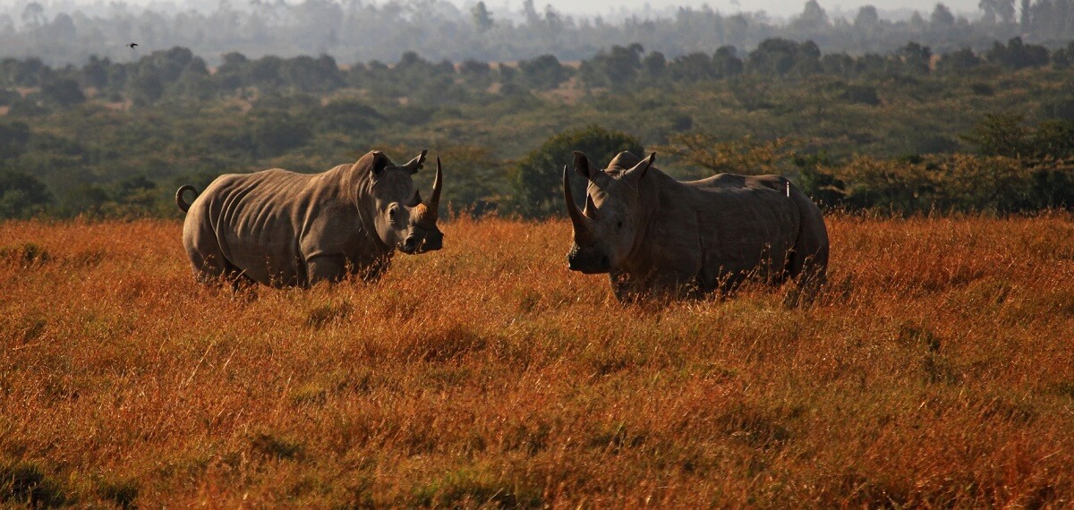 How many northern white rhinos are left Only 2