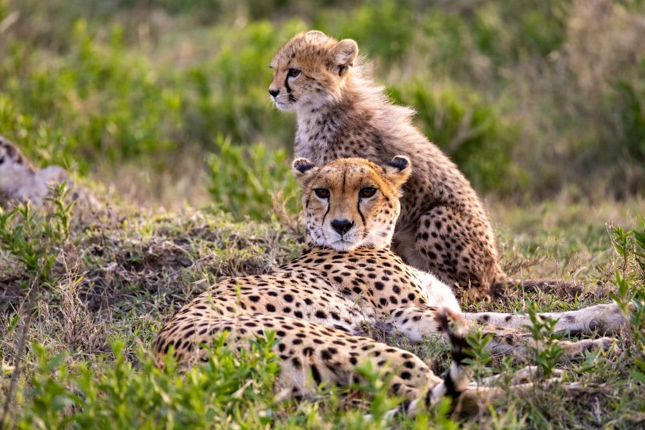 Cheetahs spotted on Kenya safari from Nairobi