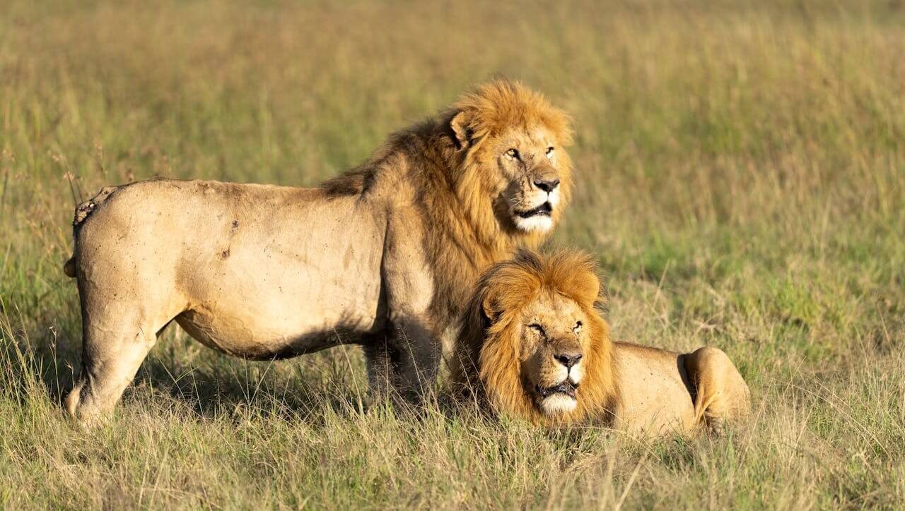 Lions spotted on 5 Days Kenya safari from Nairobi