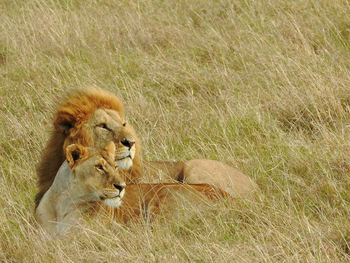 Lions spotted on 4 Day Masai Mara safari from Nairobi