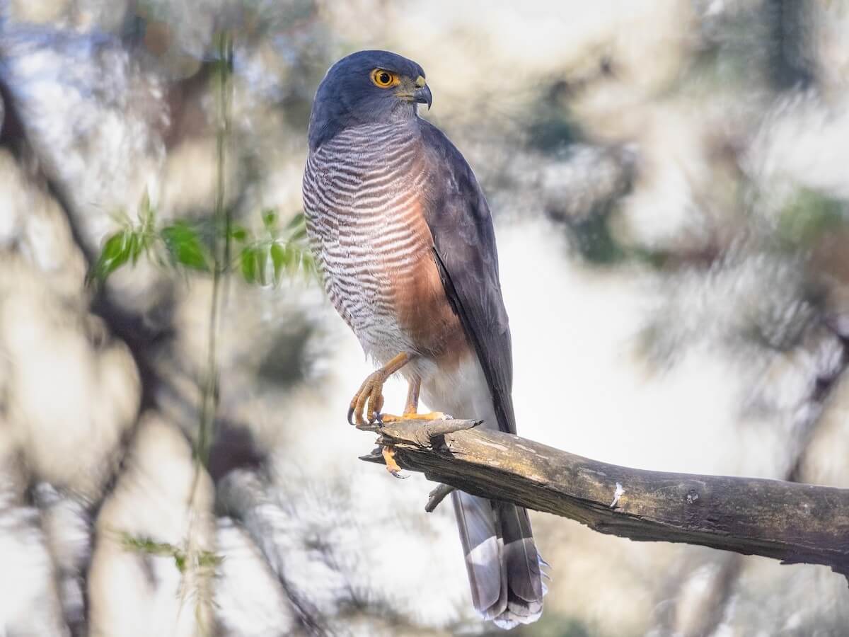 African Goshawk