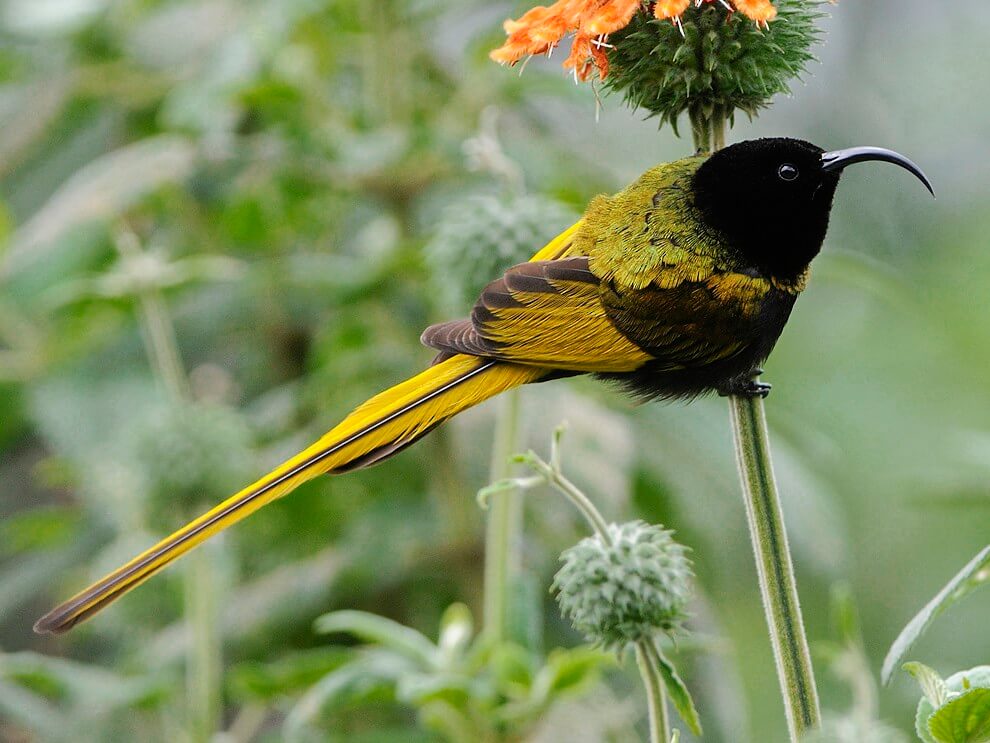 Golden-winged Sunbird