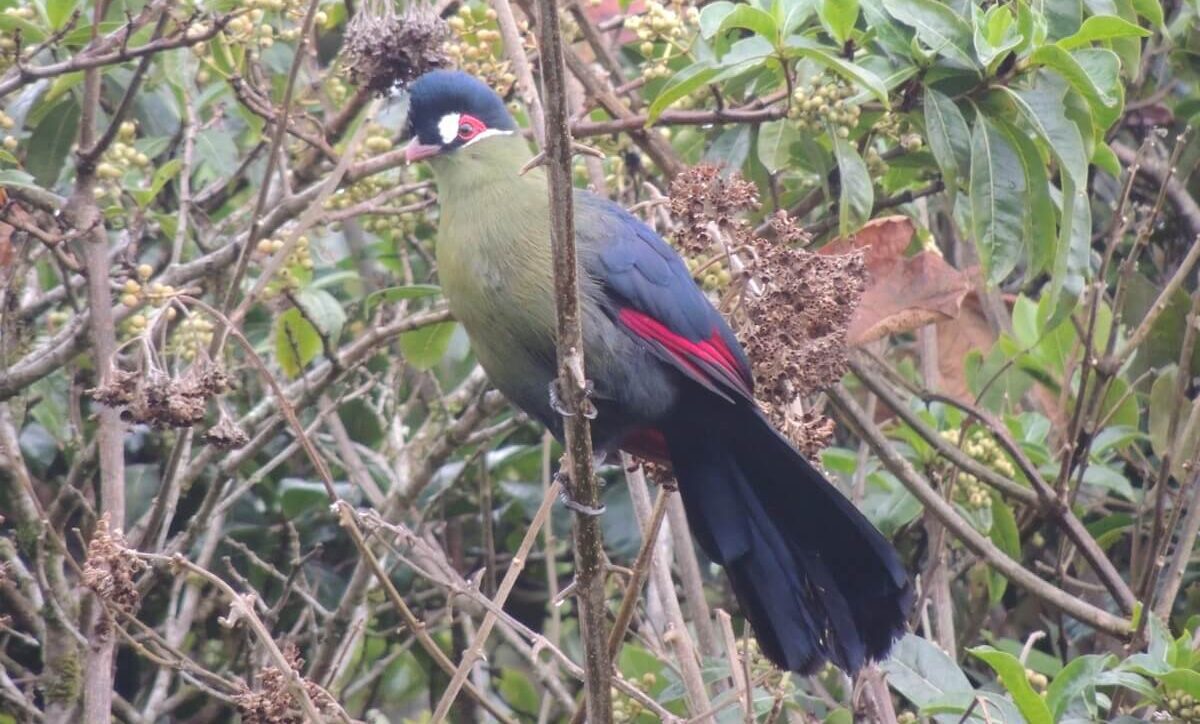 Hartlaub's Turaco