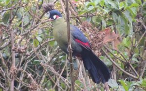 5 Days Kenya Bird Watching Tour