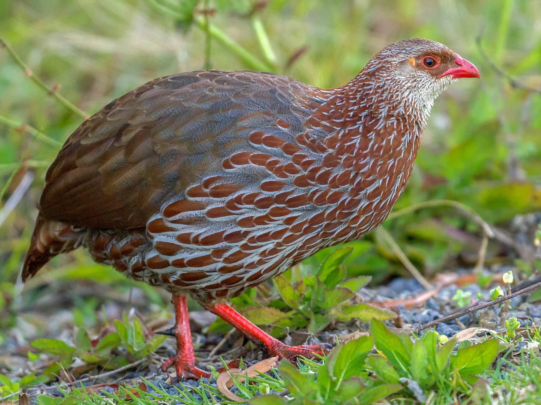 Jackson’s Spurfowl spotted on Kenya bird watching tour
