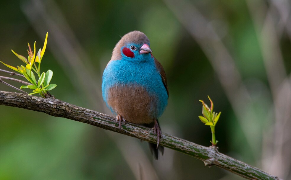 Red-Cheeked Cordon-Bleu