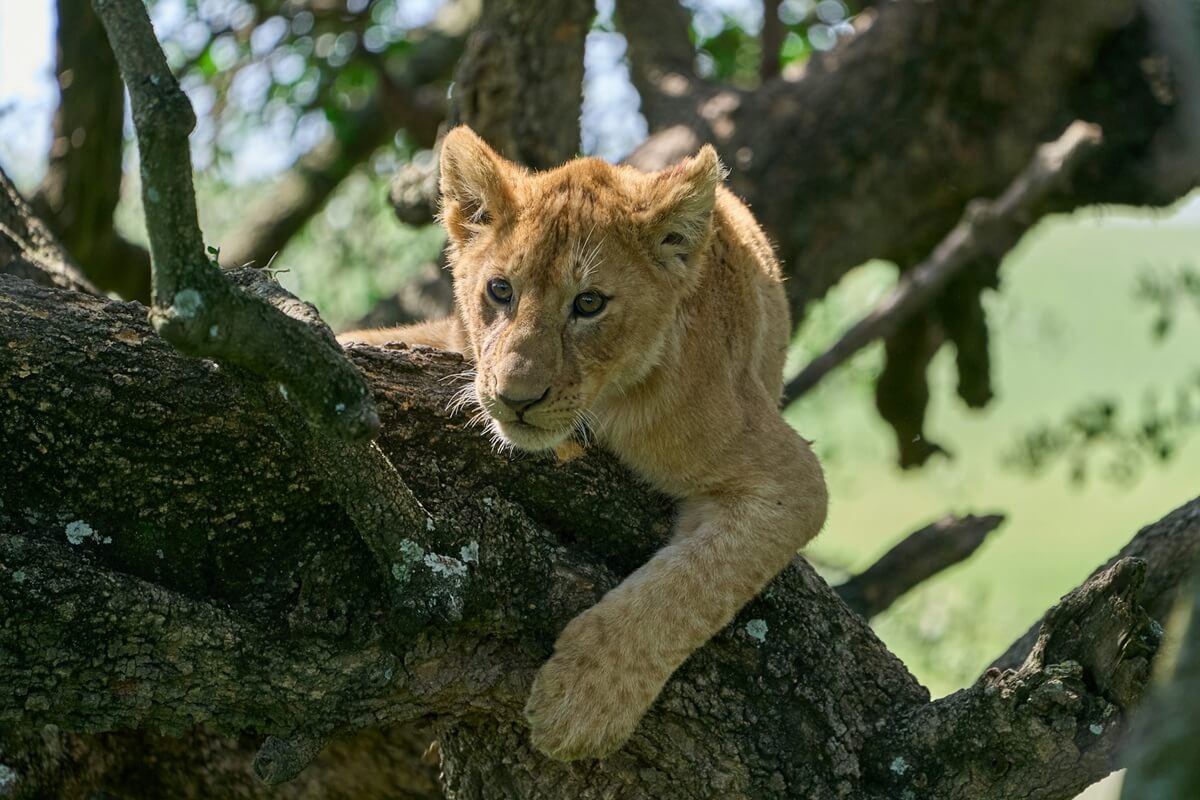 Lake Manyara Tree climbing lions on Tanzania Honeymoon Safari