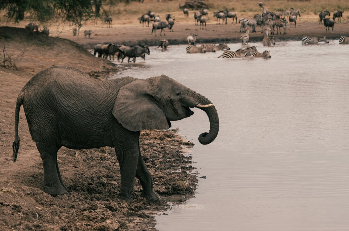 Elephants spotted on Tanzania safaris at Lake Manyara