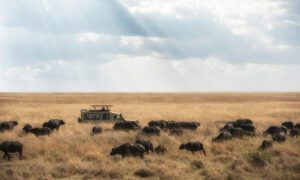 6 Days Tanzania Honeymoon Safari