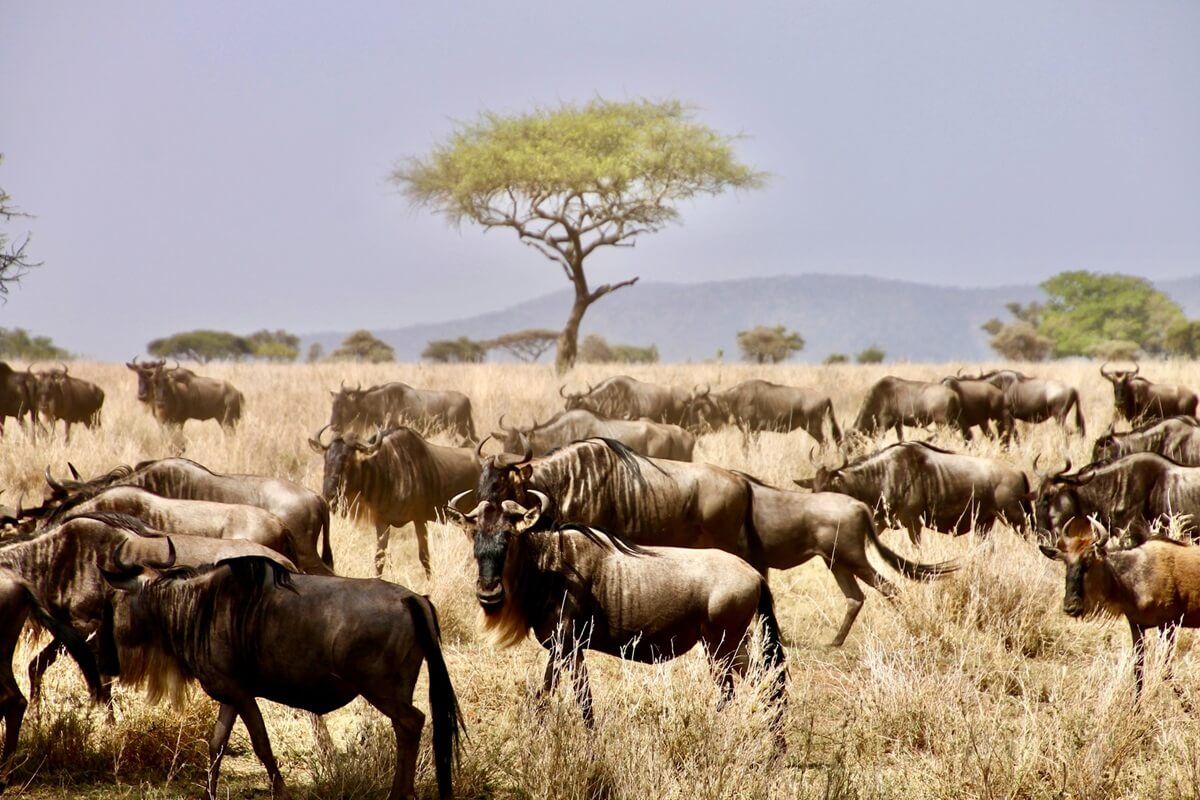 Serengeti on 13 Days Tanzania Safari