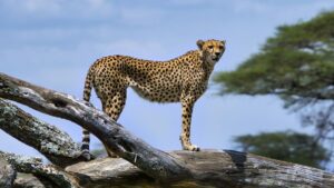 13 Days Tanzania Safari (Luxury Bush and Beach Holiday)