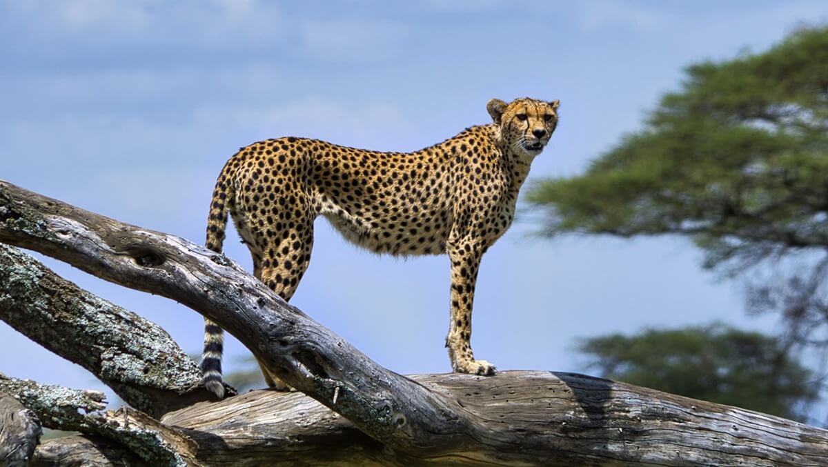 13 Days Tanzania Safari