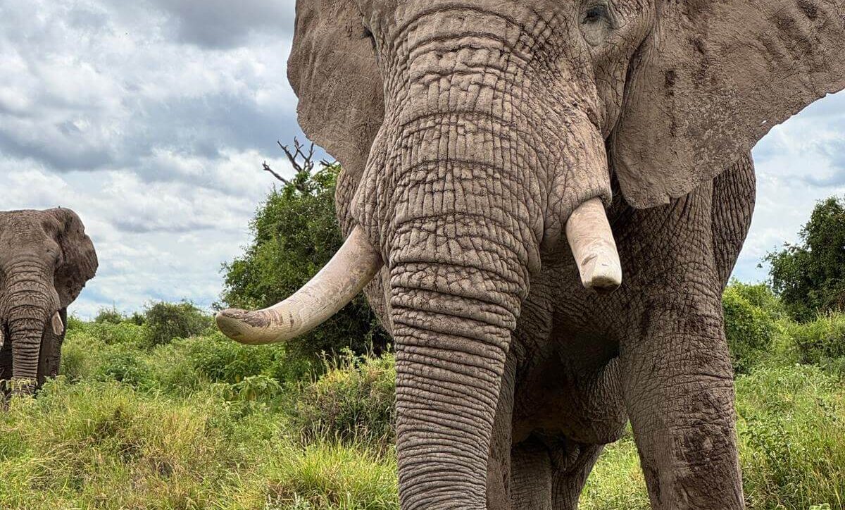 An Elephant spotted in Amboseli on a luxury Kenya safari