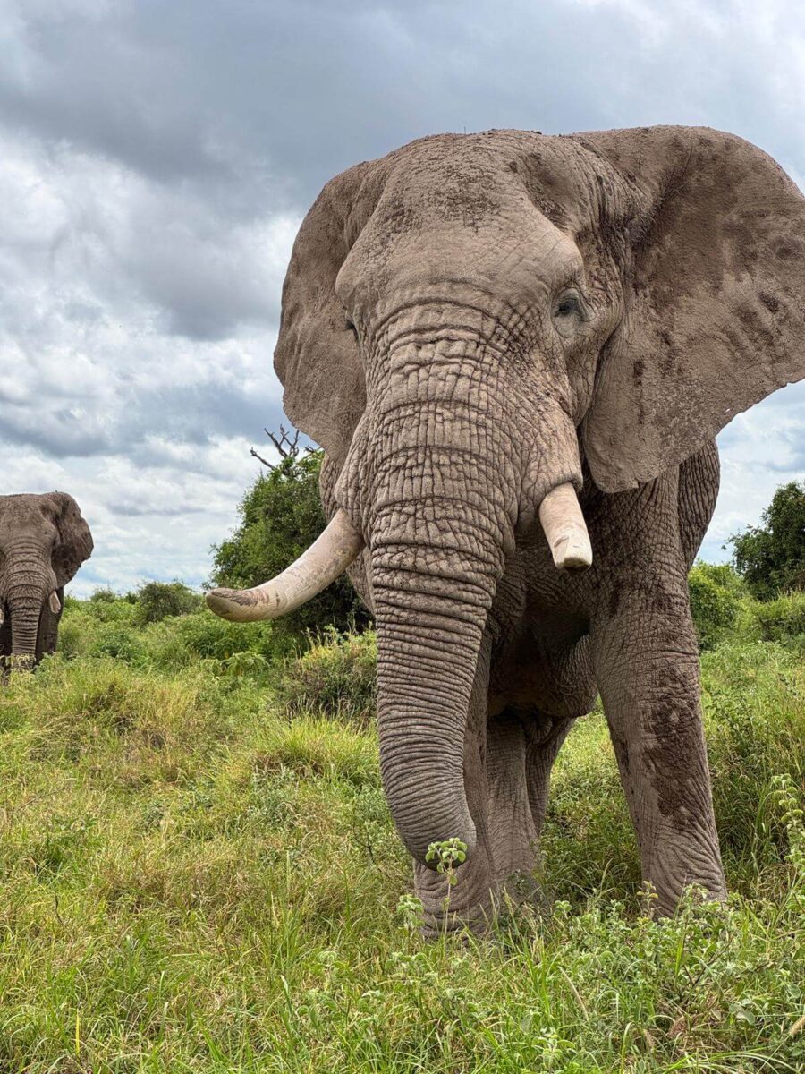 An Elephant spotted in Amboseli on a luxury Kenya safari