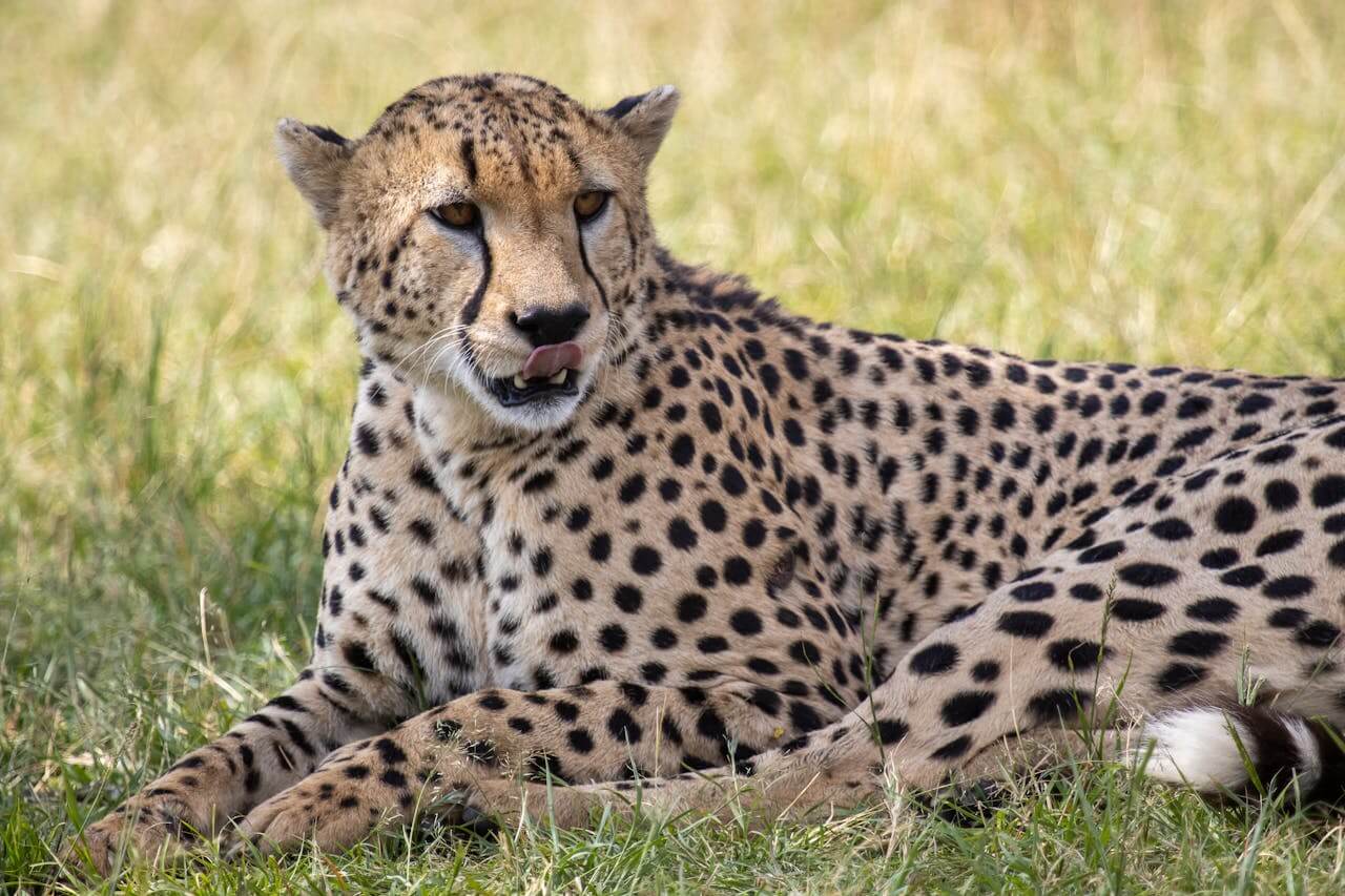Cheetah spotted on luxury Kenya safari