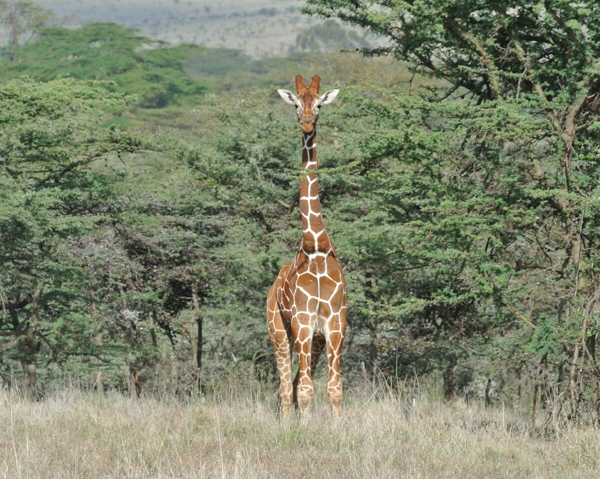 Giraffe spotted on Luxury safari from Nairobi
