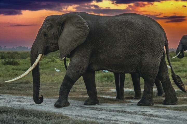 Elephant one of the Big 5 animals Maasai Mara