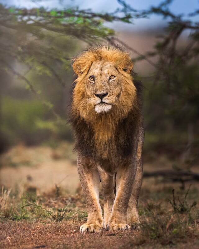 Lion spotted on Kenya safari Big 5