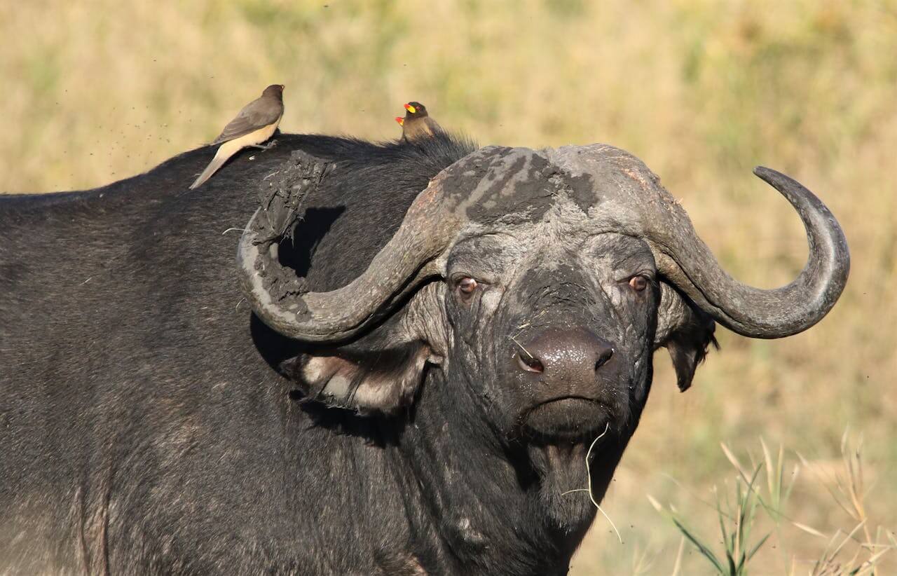 Buffalo one of the Big 5 Animals