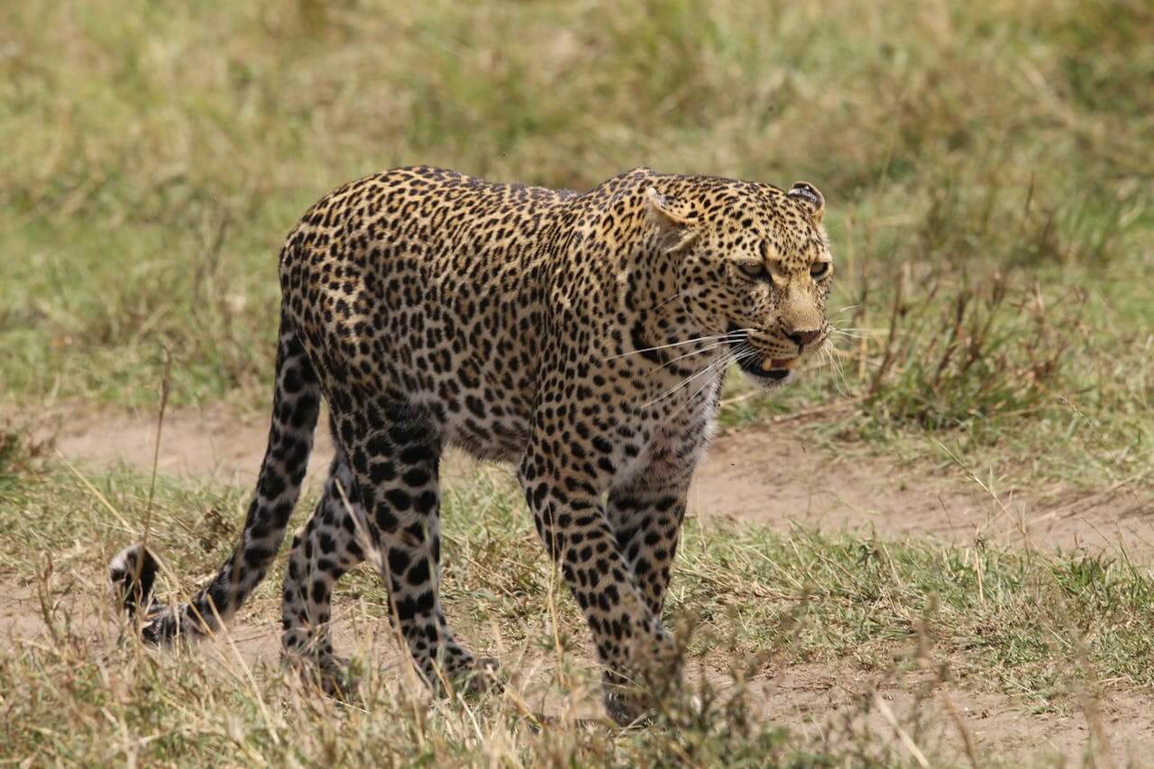Leopard spotted on Maasai Mara safari