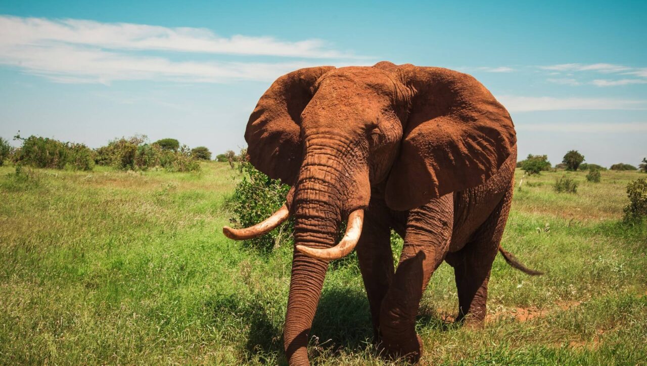 Red Elephant spotted on Tsavo safari