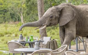 Many travelers look at Little Governors Camp photos before booking their safari. The photos show beautiful green plains, luxury white tents, and wild animals walking near the camp. You can see elephants, giraffes, and birds right outside the rooms. The sunrise and sunset views are also stunning, with golden light across the Masai Mara. These photos help visitors understand how peaceful, natural, and special Little Governor’s Camp really is.