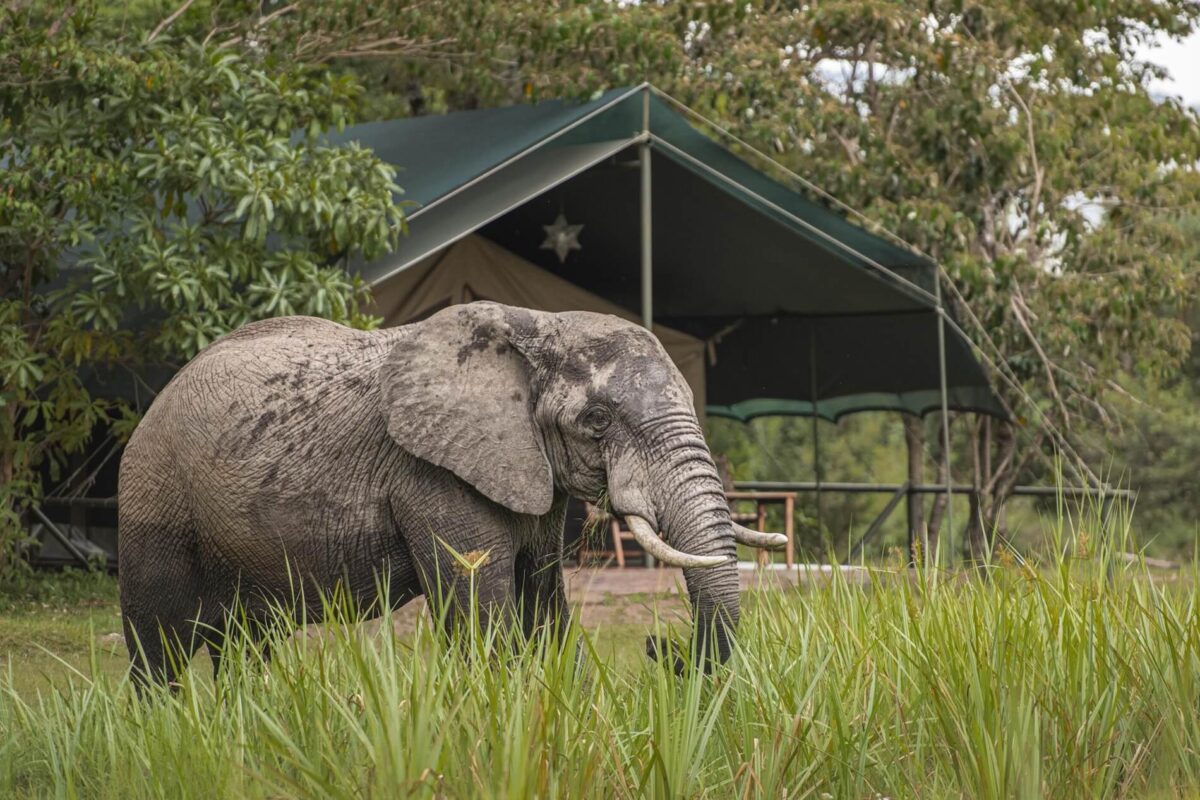 Elephant at Little Governor's camp Masai Mara