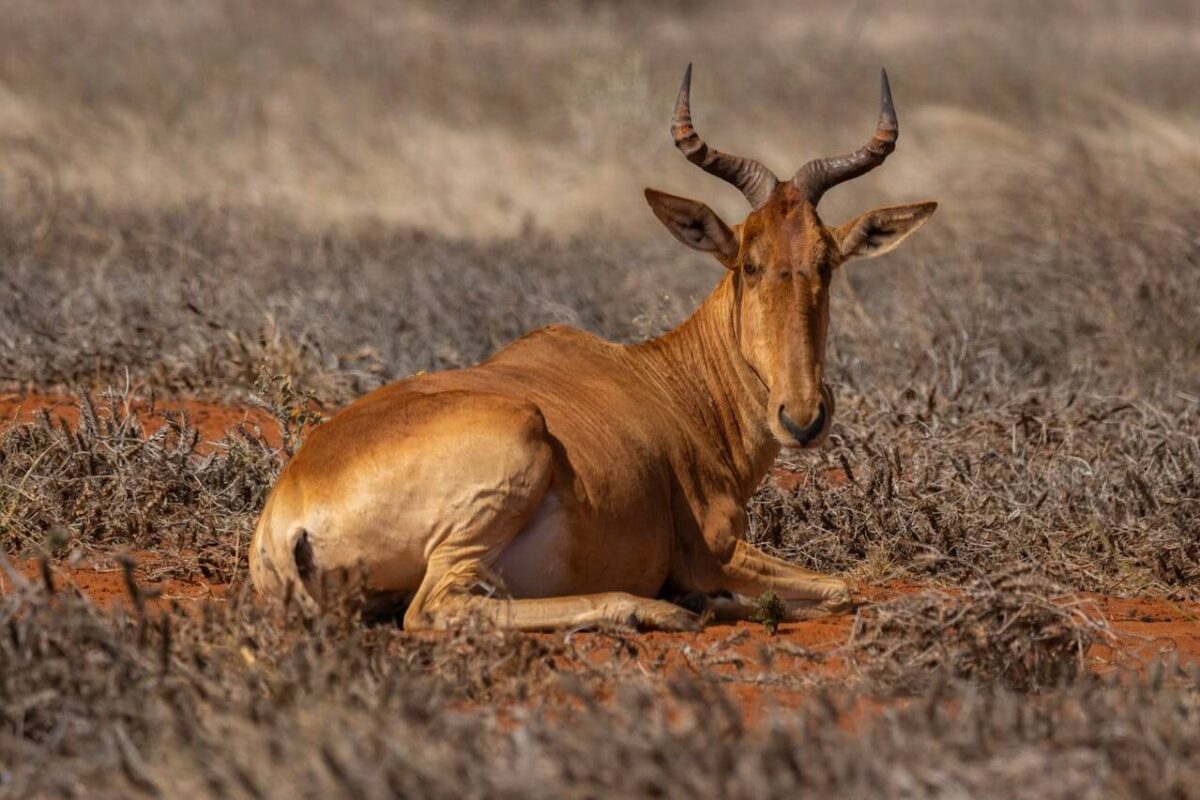 Hartebeest Spotted at Tsavo Safaris