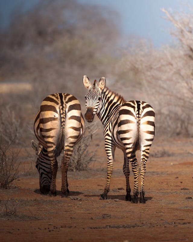 Zebras spotted on Tsavo Safari