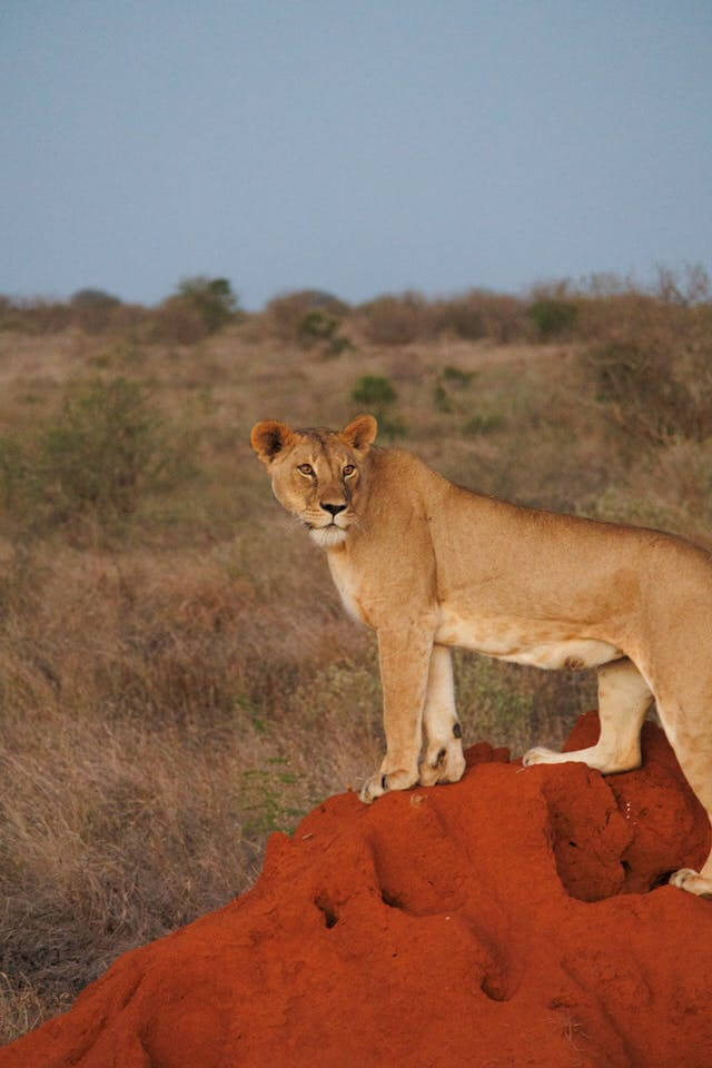 Lions of Tsavo spotted on safari