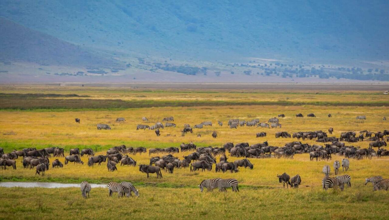 Wildebeests in Tanzania during the Great Migration